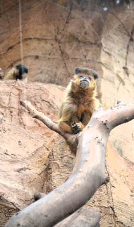 black capuchin Cebus nigritus