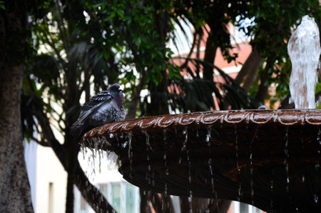 Plaza del Principe de Asturias in Santa Cruz de Tenerife. Canary Islands. Spainの写真素材