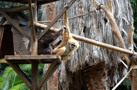 Gibbons at the zoo on Tenerife islandの写真素材