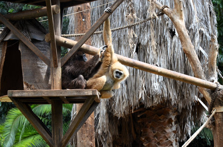 Gibbons at the zoo on Tenerife islandの写真素材
