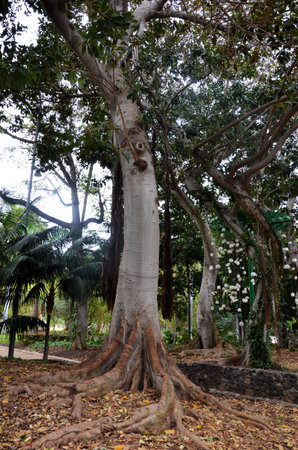 Large trees in Garcia Sanabria Park in Santa Cruz de Tenerife, Spainの写真素材