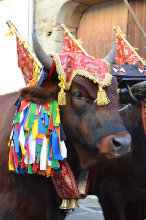 Villacidro, Sardinia 02.06.2019: Cherry's festival with traditional costumes of Sardiniaの写真素材