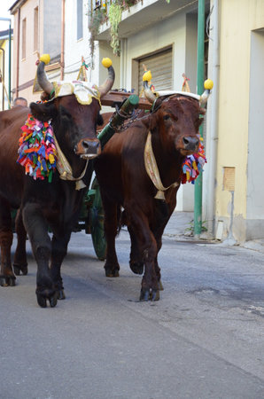 Villacidro, Sardinia 02.06.2019: Cherry's festival with traditional costumes of Sardiniaの写真素材
