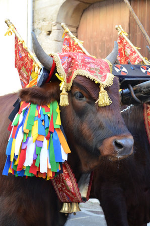 Villacidro, Sardinia 02.06.2019: Cherry's festival with traditional costumes of Sardiniaの写真素材