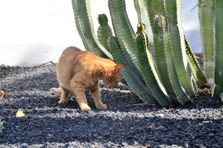 Pilosocereus pachycladus cactus in the Tenerife, Canary islandの写真素材
