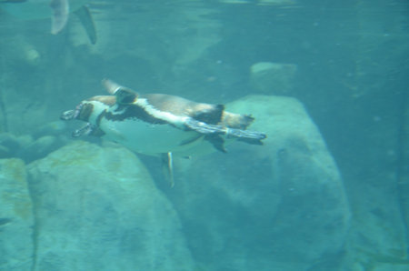 Life of penguins in a captivity in Jungle Park, Tenerifeの写真素材