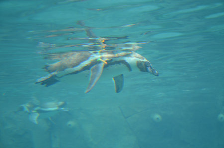Life of penguins in a captivity in Tenerifeの写真素材