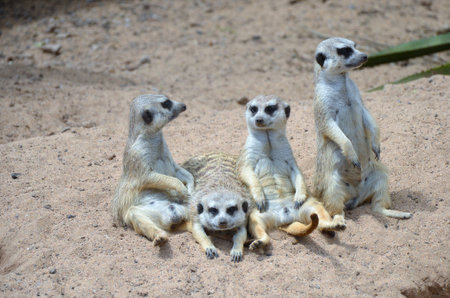 Meerkat in Tenerifeの写真素材