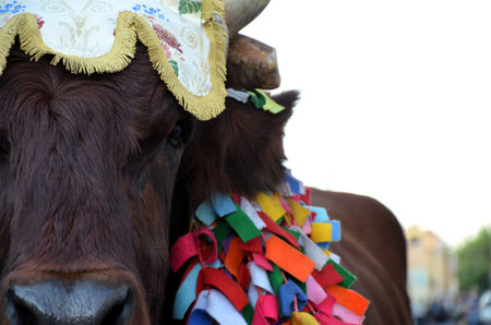 Villacidro, Sardinia 02.06.2019: Cherry's festival with traditional costumes of Sardiniaの写真素材
