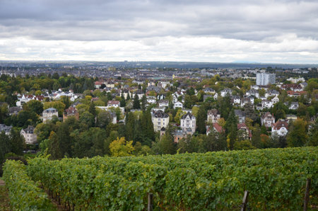 Famous wine yard at Neroberg mountain in Wiesbaden Germanyの写真素材
