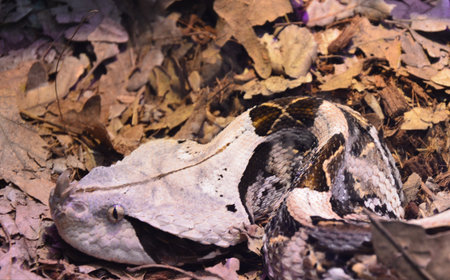 Gaboon Viper (Bitis gabonica) Camouflaged in Natural Habitatの写真素材