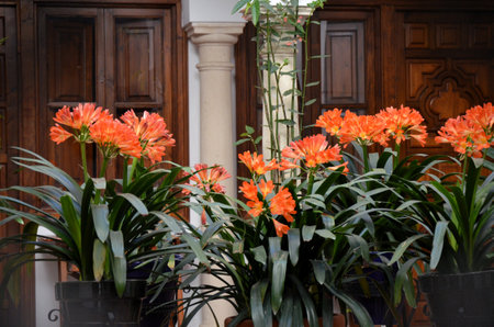 Vases of flowers on the walls of the streets (Calle Velazquez Bosco). Cordobaの写真素材