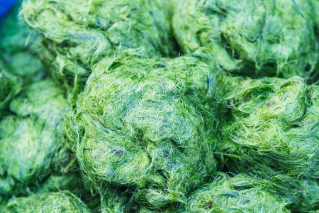 freshwater algae