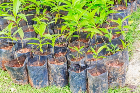  young plantの写真素材