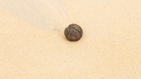 coconut on sand beachの写真素材