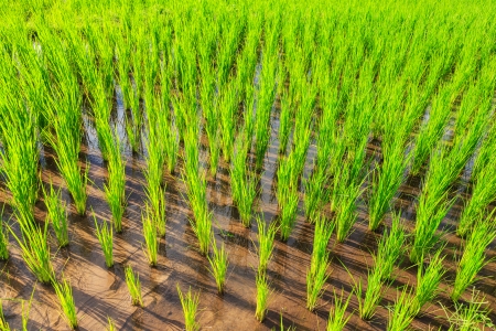 harvest  rice terracesの写真素材