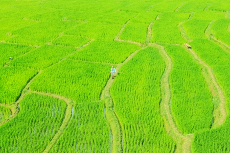 hill tribe rice terraces (maechaem chiangmai) in spring の写真素材