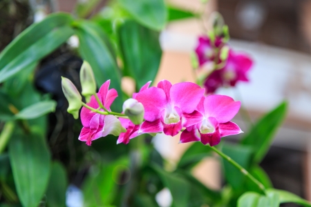pink orchid on treeの写真素材