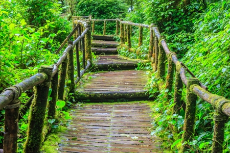 	
route to inside forest with rainingの写真素材