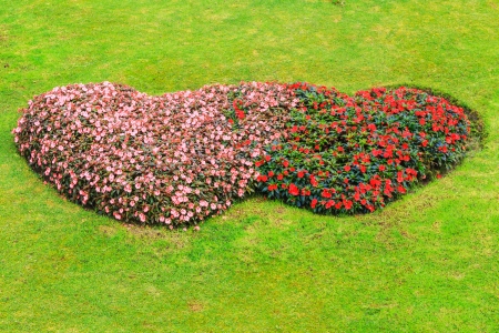 two heart flower with grass plantsの写真素材