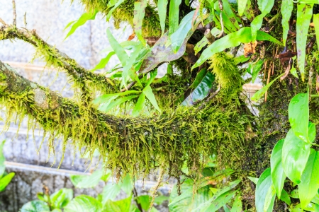 Moss on tree greenの写真素材