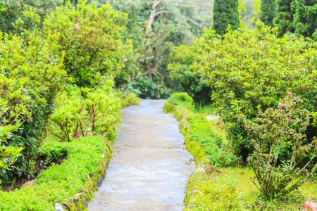 way with moss to forestの写真素材