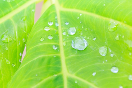 water drop on top of leafの写真素材