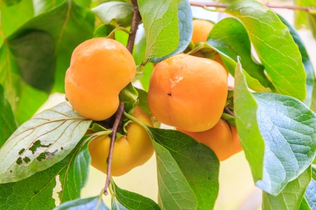 persimmon on treeの写真素材