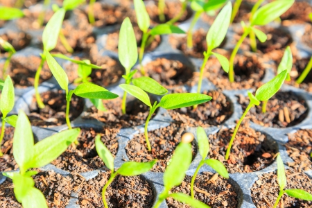 young plantの写真素材