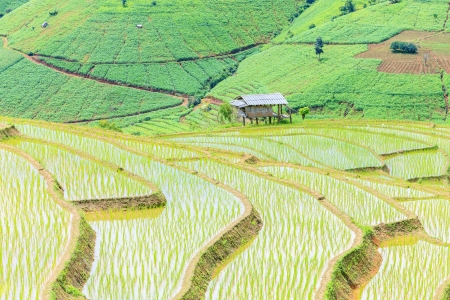 rice steps terrace の写真素材