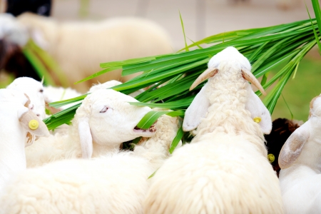 sheep eating food greenswardの写真素材