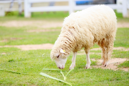 sheep eating food greenswardの写真素材