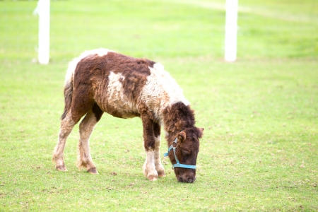Horse eating food greenswardの写真素材
