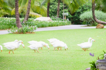 duck walking on grassの写真素材