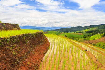 agriculture farm rice の写真素材