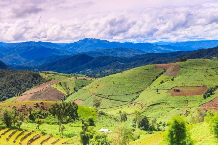 agriculture farm rice の写真素材