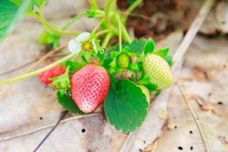 strawberry at chiangmaiの写真素材