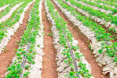 plant strawberry at chiangmai thailand の写真素材