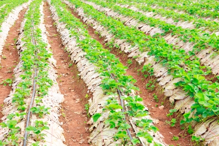 plant strawberry at chiangmai thailand の写真素材