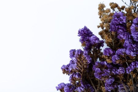 bouquet of flower purple on white backgroundの写真素材