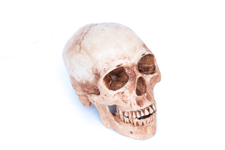 human skull on white backgroundの写真素材