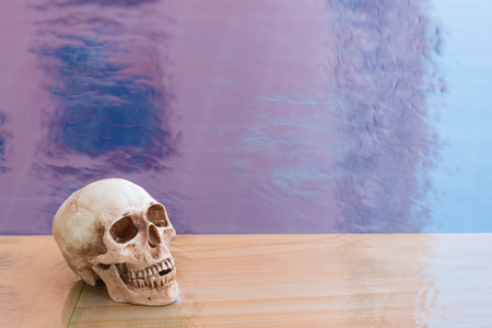 human skull on white backgroundの写真素材