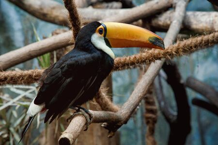 Toco Toucan. Toco Tucan sits on a branch in a jungle, portrait with clipping path. Warsaw zoo