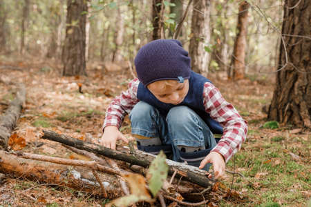 A child collects firewood in the forest. Little lumberjack. The boy is looking for old tree branches. Child and firewood. Autumn time.の写真素材