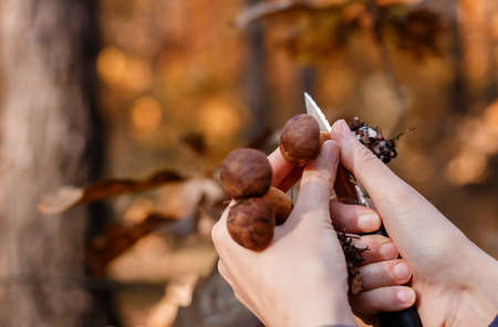 Mushrooms in hands. Picking mushrooms. Gifts of the forest. Hands and mushrooms. Leg and hat.の写真素材