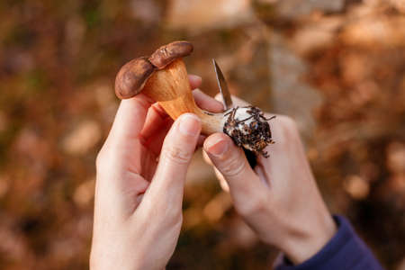 Mushrooms in hands. Picking mushrooms. Gifts of the forest. Hands and mushrooms. Leg and hat.