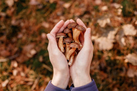 Mushrooms in hands. Picking mushrooms. Gifts of the forest. Hands and mushrooms. Leg and hat.