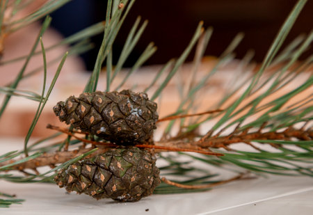 Christmas fir tree branch on wooden table. View with copy space. Two cones on a pine branch.
