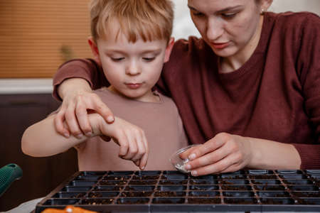 Female hands plant eco vegetable seeds. Young mother and son playing with dirt prepared for seeds. a child cares for plants, a home garden. Mother with little son cultivating plants at home. Eco.の写真素材