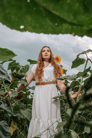 Girl with long curly hair stands in a field with sunflowers. Young beautiful woman between sunflowers. Sunflare, sunbeams, glow sun. Backlit.の写真素材